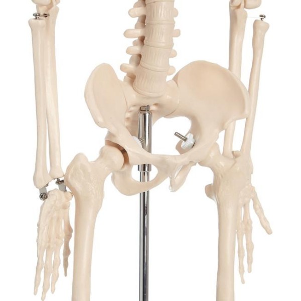 Anatomski model kostura - 85 cm XC-102