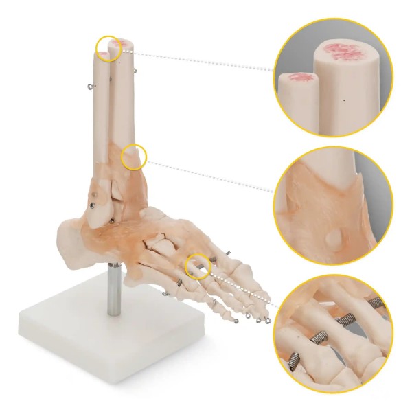 Anatomski model stopala s ligamentima