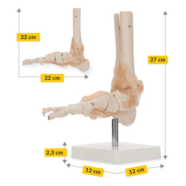 Anatomski model stopala s ligamentima