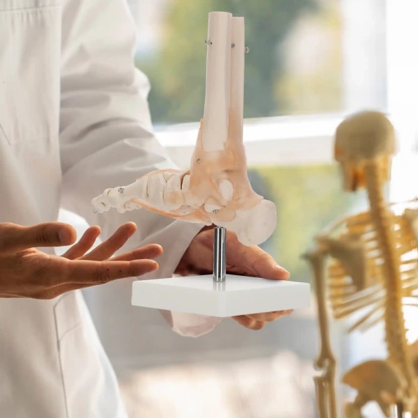 Anatomski model stopala s ligamentima