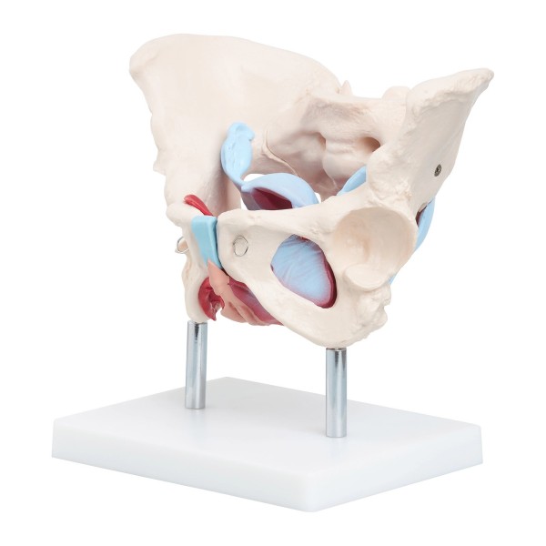 Anatomski model ženske zdjelice s organima i mišićima