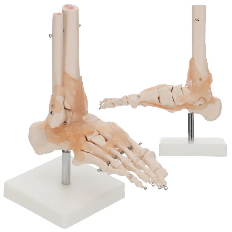 Anatomski model stopala s ligamentima