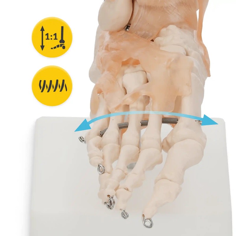 Anatomski model stopala s ligamentima