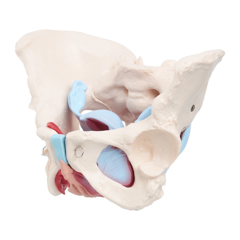 Anatomski model ženske zdjelice s organima i mišićima