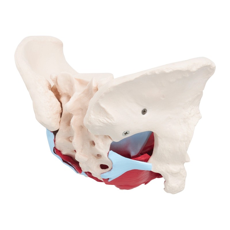 Anatomski model ženske zdjelice s organima i mišićima