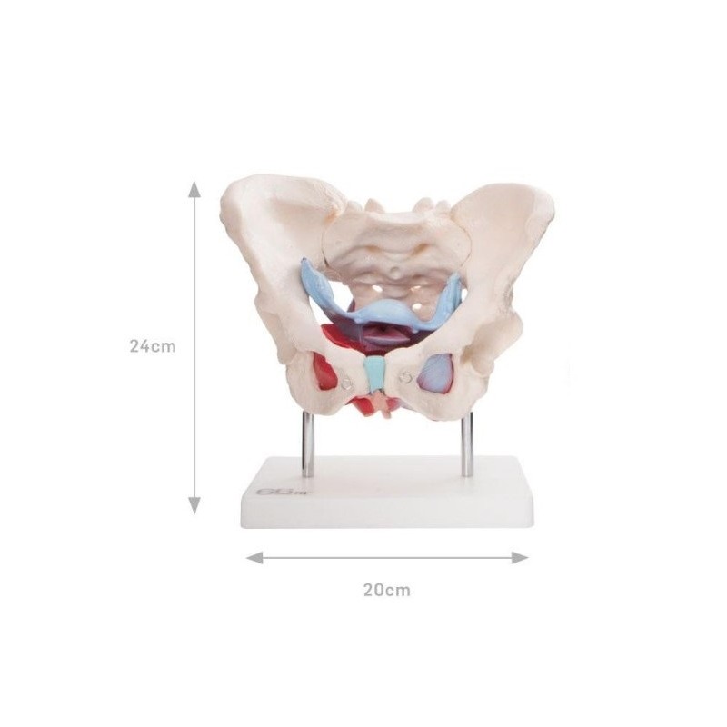 Anatomski model ženske zdjelice s organima i mišićima